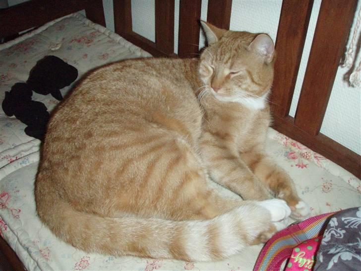 Huskat Donna. - Donnamus<3 billede 5