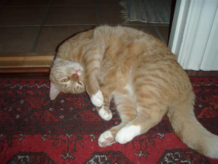 Huskat Donna. - Er jeg ikke bare dejlig ? <3 billede 6