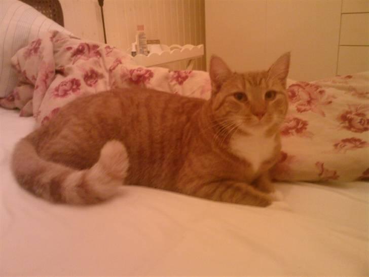 Huskat Donna. - Donna<3 billede 7