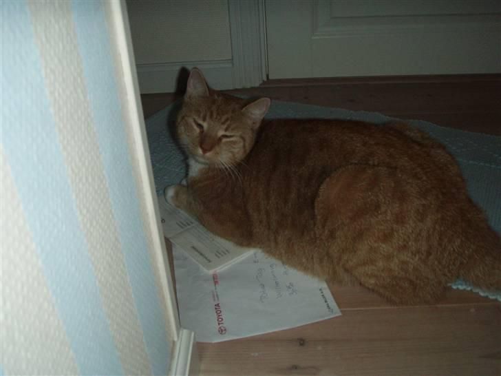 Huskat Donna. - Donna<3 billede 8