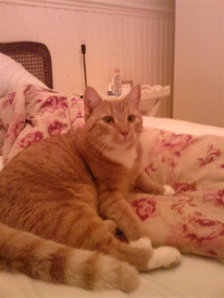 Huskat Donna. - Så jeg noget ? (: billede 9