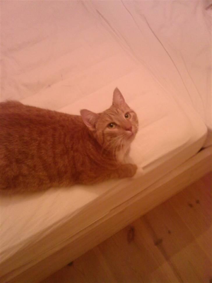 Huskat Donna. - Hvad sir´ du ? (:<3 billede 10