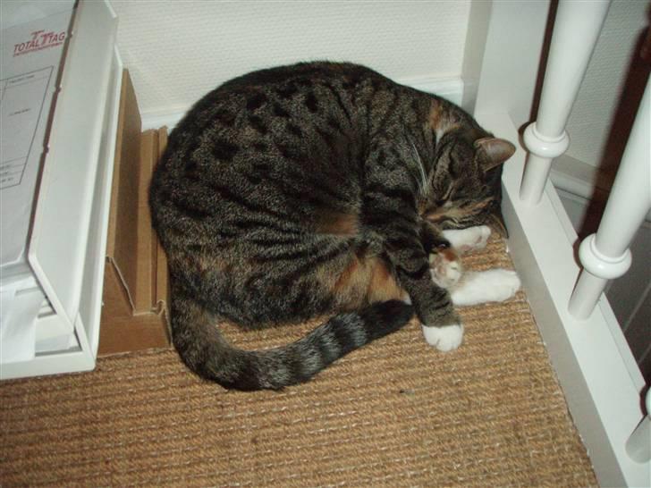 Huskat Gucci * Mor til dem alle* - Jeg elsker den her soveplads! (: billede 8