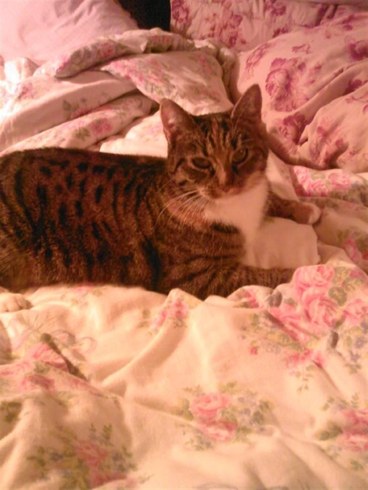 Huskat Gucci * Mor til dem alle* - Guddi<3 billede 9