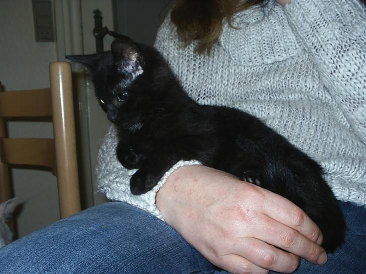 Huskat Sille billede 1