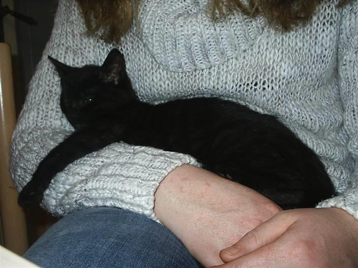 Huskat Sille billede 2