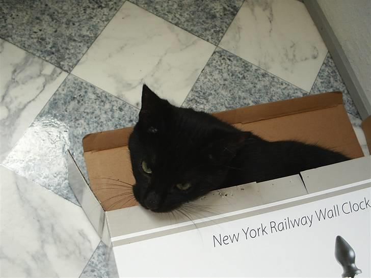 Huskat Sille billede 3