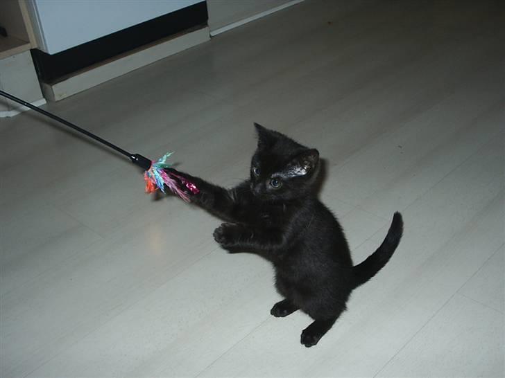 Huskat Sille billede 4