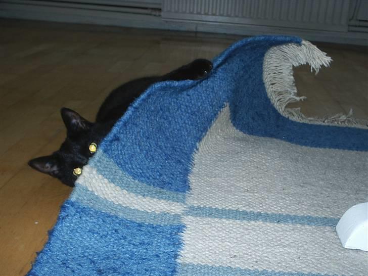 Huskat Sille billede 5