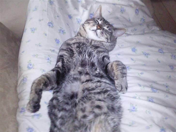 Blanding af racer Louie (aflivet) - Elsker at blive kløet på maven... MMMMMMMM... billede 8