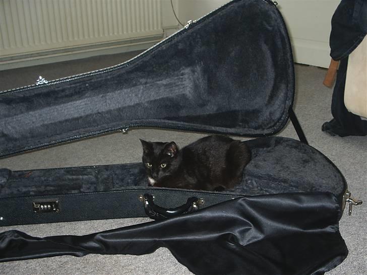 Huskat Sille billede 6