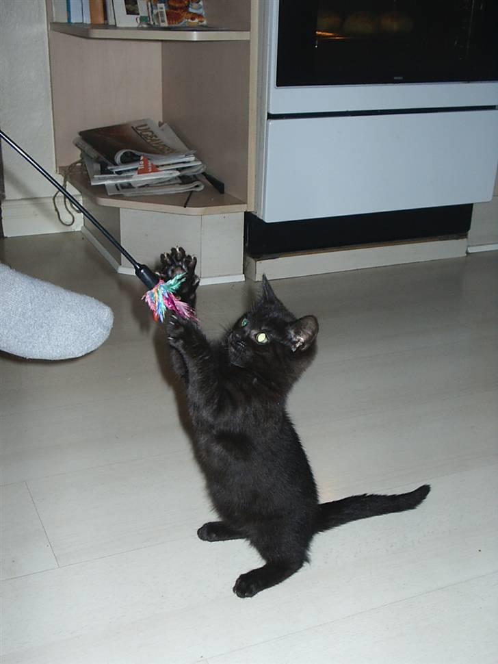 Huskat Sille billede 7