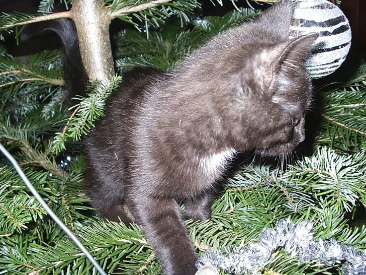 Huskat Sille - Sille i juletræet. billede 8