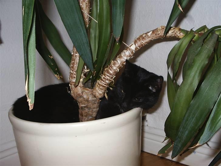 Huskat Sille - Ahh her kan jeg lige være... :-) billede 10