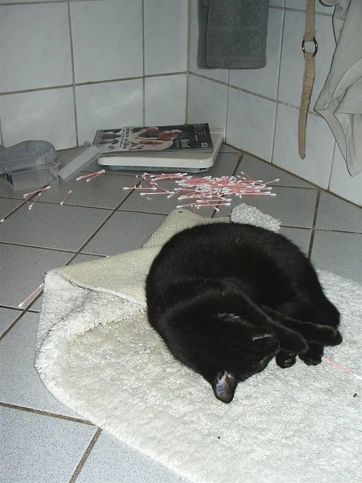 Huskat Sille - Tjaa man bliver jo træt efter leg.... :-) billede 11