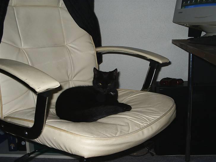 Huskat Sille billede 12