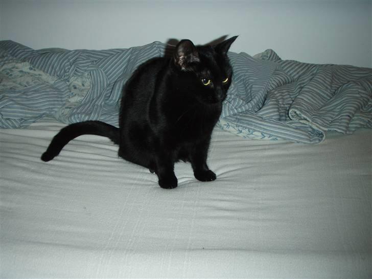 Huskat Bette mus. - Er jeg ikk dejlig ? (:<3 billede 1