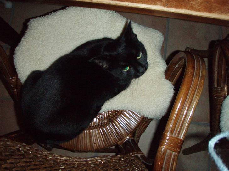 Huskat Bette mus. - Hmm..<3 billede 2