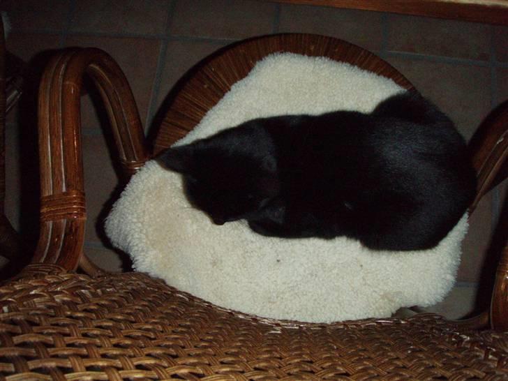 Huskat Bette mus. - Bette mus<3 billede 3