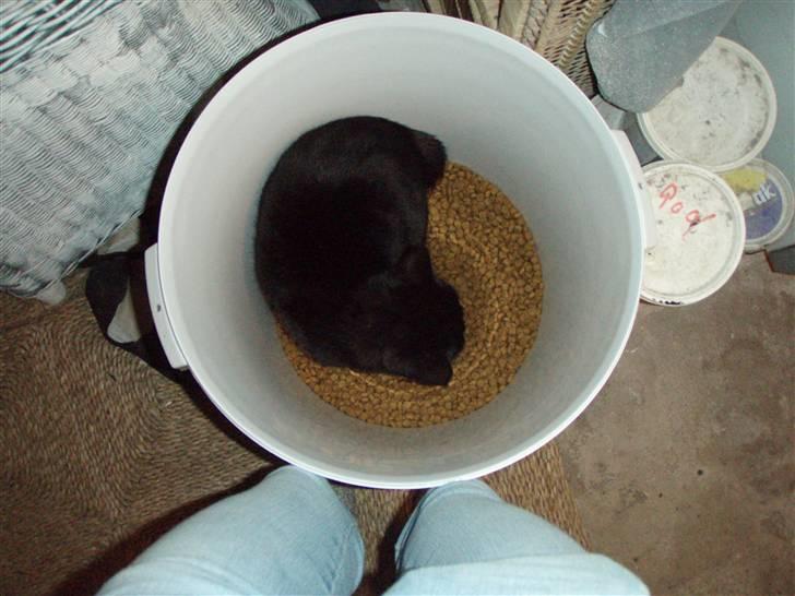 Huskat Bette mus. - Indvadering i kattemaden (: HAHA<3 billede 4