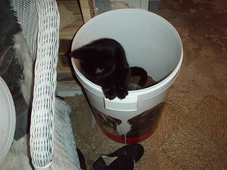 Huskat Bette mus. - Øhh er der en der lige gider at hjælpe mig op af kattemaden ? (: billede 5