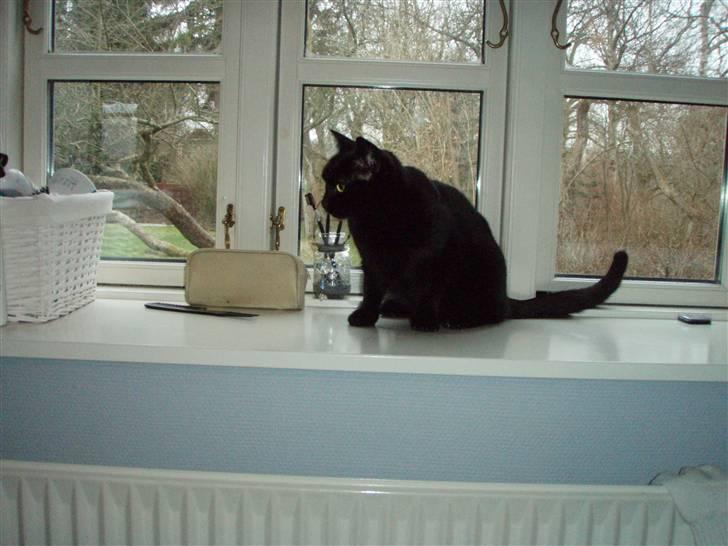 Huskat Bette mus. - En fulg i haven ! Nøøj en lækkerbisk ! (: heh billede 6