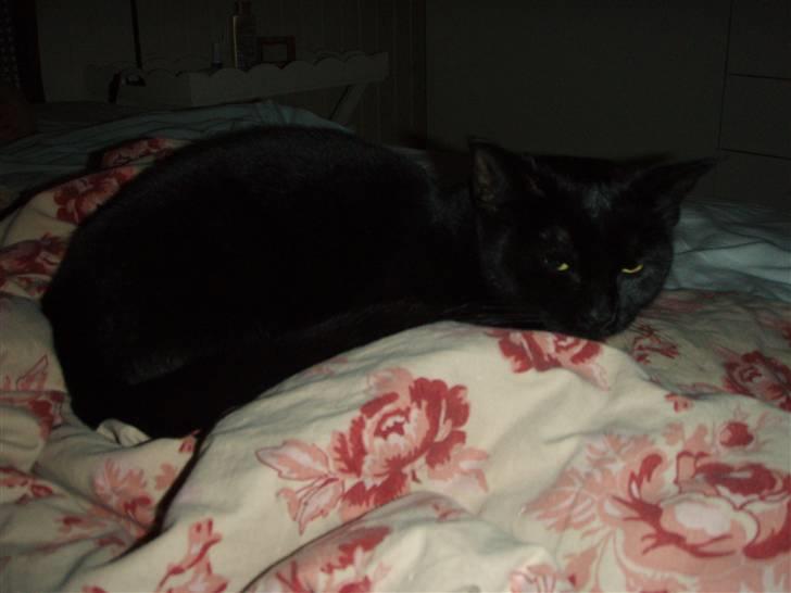 Huskat Bette mus. - Bette mus tar en lille lur (: billede 7