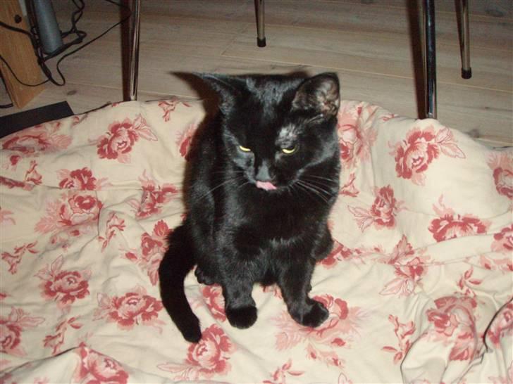 Huskat Bette mus. - Jeg skal lige slikke mig om munden (: billede 8