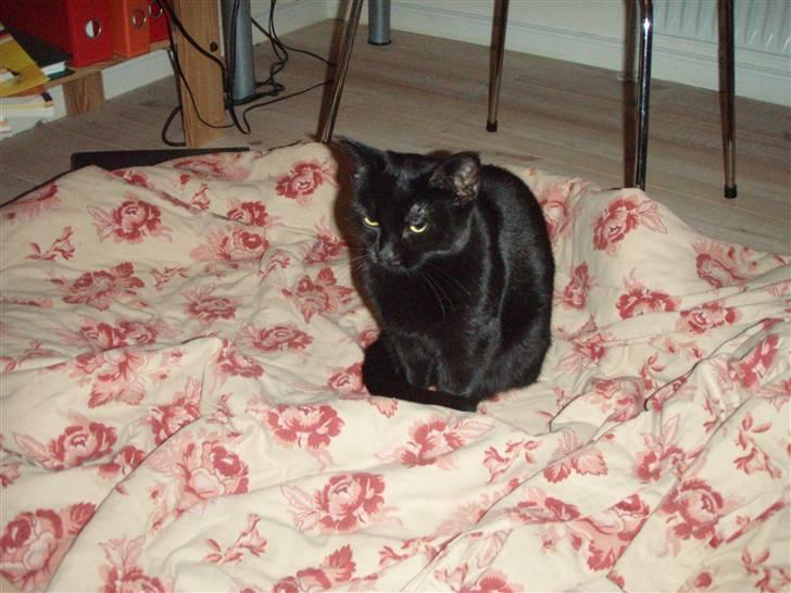 Huskat Bette mus. - Jah hva´  sir du? Jeg er vågen (: billede 9