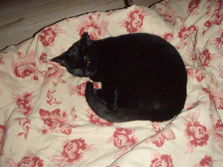 Huskat Bette mus. - Bette mus<3¨ billede 10