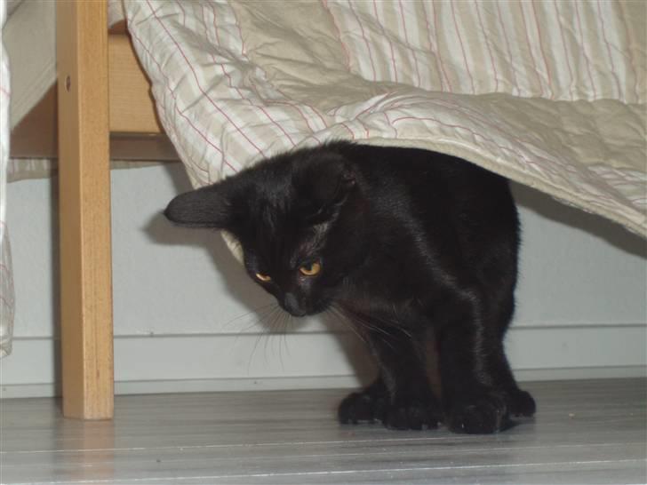 Huskat Sandi - Hov hvor er musen billede 9