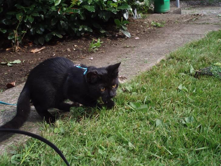 Huskat Sandi - Lige ude at gå tur over ved naboen med bette missen billede 10