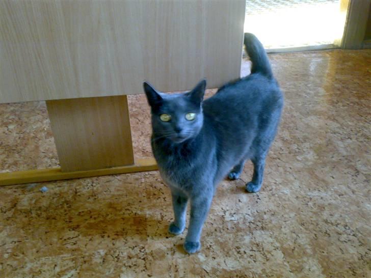 Blanding af racer Feline billede 1