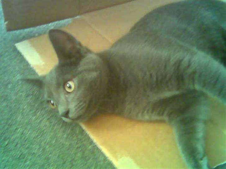 Blanding af racer Feline billede 2