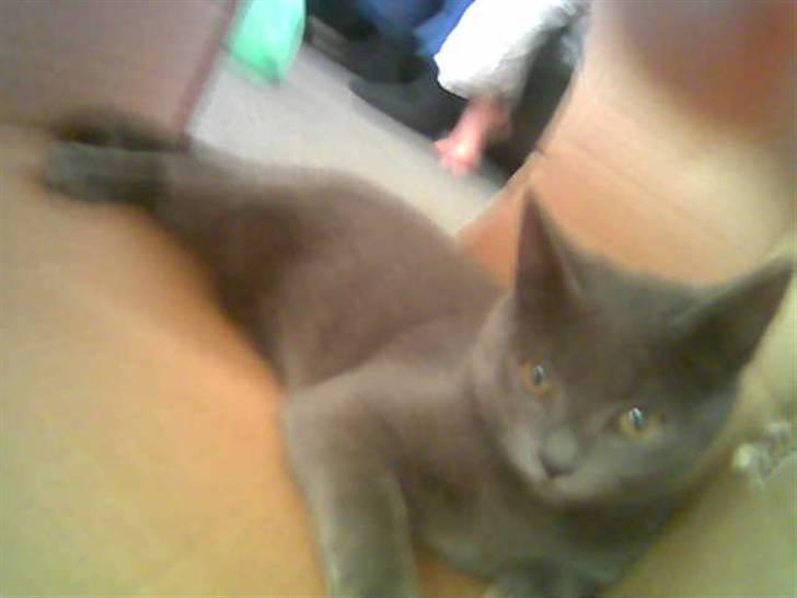 Blanding af racer Feline billede 3