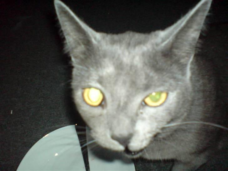 Blanding af racer Feline billede 4