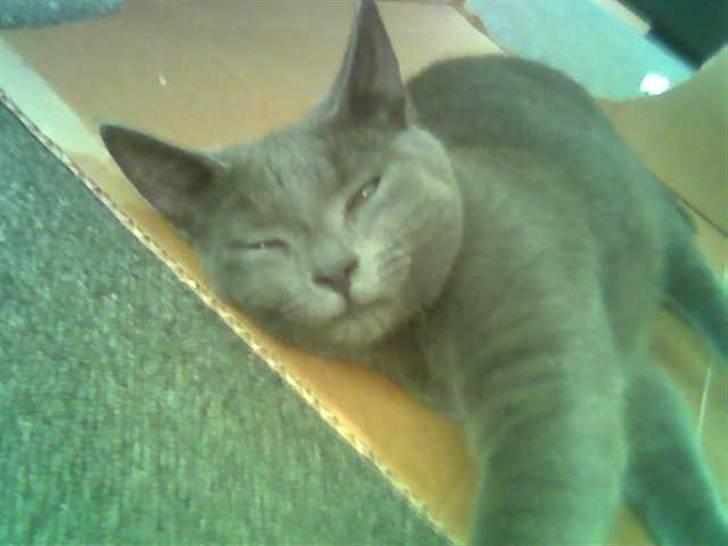 Blanding af racer Feline billede 5