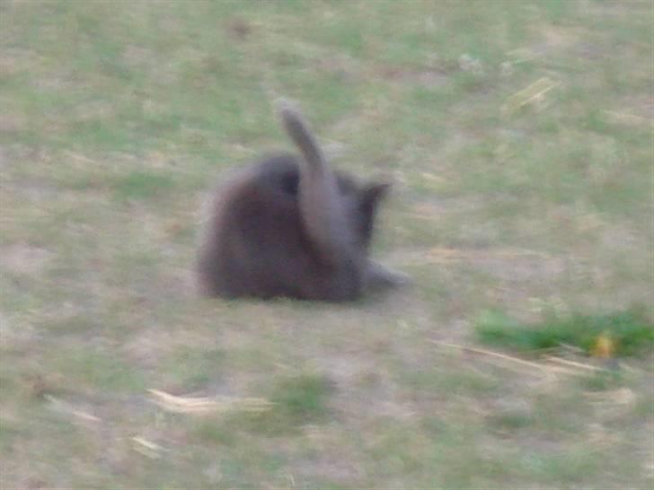 Blanding af racer Feline billede 6