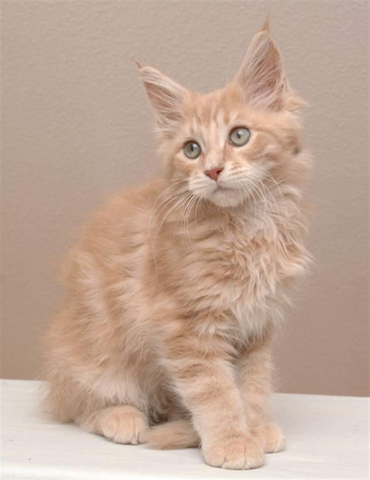 Maine Coon Cherry Cleo - 11 uger billede 1