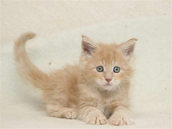 Maine Coon Cherry Cleo - 7 uger billede 2