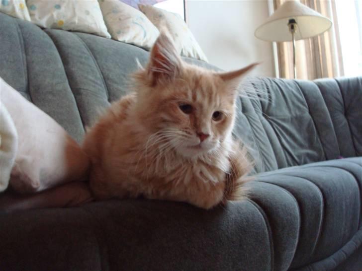 Maine Coon Cherry Cleo - Søde Cleo billede 4