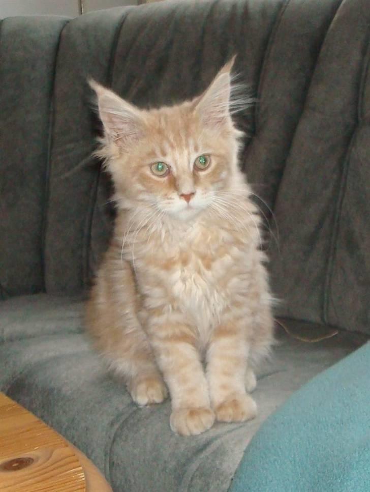 Maine Coon Cherry Cleo - Lige flyttet ind... billede 5