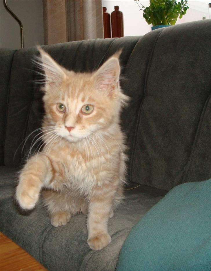 Maine Coon Cherry Cleo - Giv pote.... - Tak! billede 6