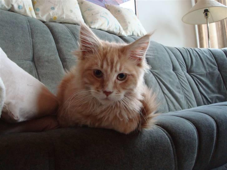 Maine Coon Cherry Cleo - Hej med dig der:D billede 7