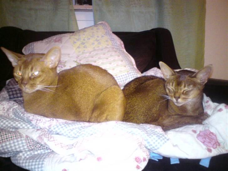 Abyssinier Chanel billede 11