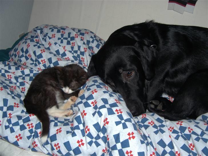 Blanding af racer Kipling billede 2