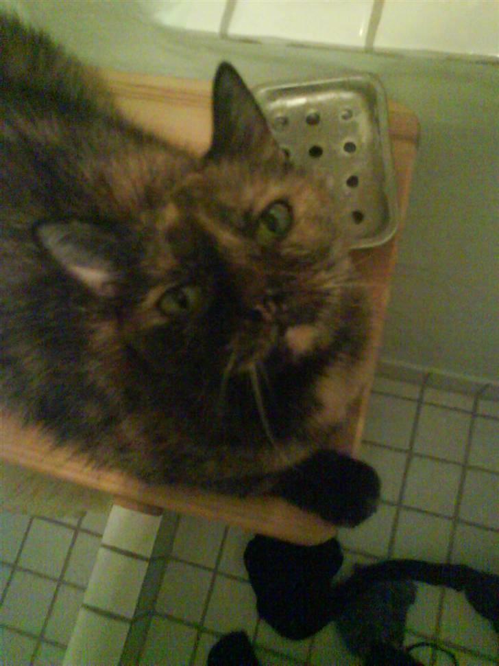 Huskat Bonnie *Tortie* R.I.P billede 19