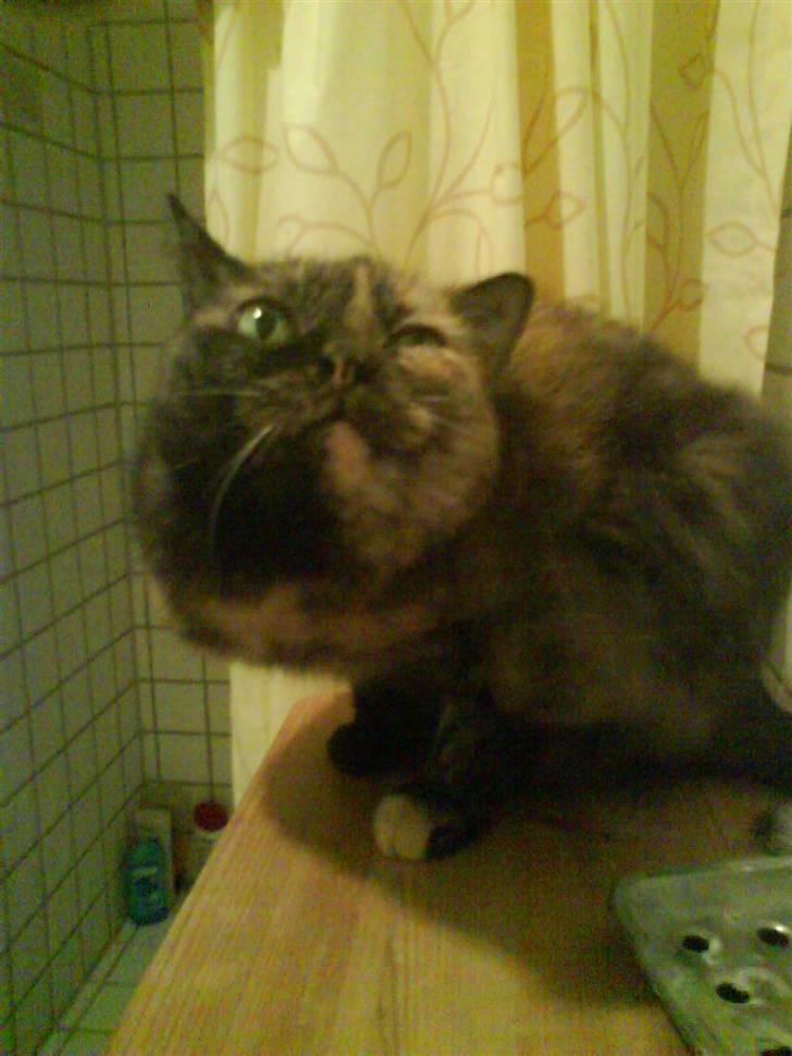 Huskat Bonnie *Tortie* R.I.P billede 20