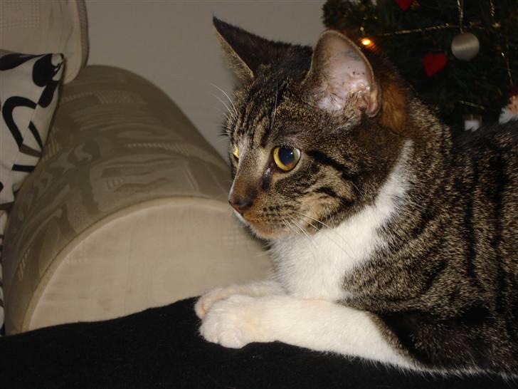 Huskat Ziggy  - Velkommen til Ziggys Profil, læg meget gerne en stemme, og en kommentar :P billede 1