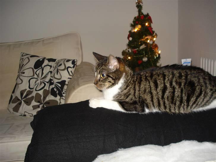 Huskat Ziggy  billede 2